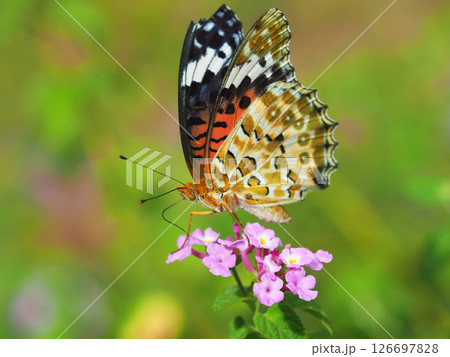 チョウ（ツマグロヒョウモン）Indian Fritillary 126697828