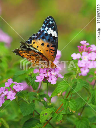 チョウ（ツマグロヒョウモン）Indian Fritillary 126697829