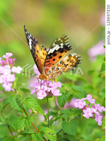 チョウ（ツマグロヒョウモン）Indian Fritillary 126697830