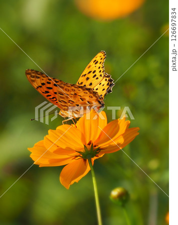チョウ（ツマグロヒョウモン）Indian Fritillary 126697834