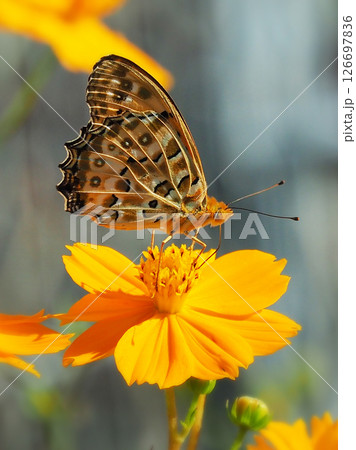 チョウ（ツマグロヒョウモン）Indian Fritillary 126697836