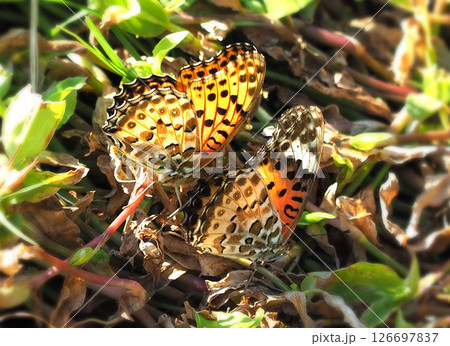 チョウ（ツマグロヒョウモン）Indian Fritillary 126697837