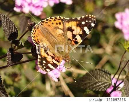 チョウ（ツマグロヒョウモン）Indian Fritillary 126697838