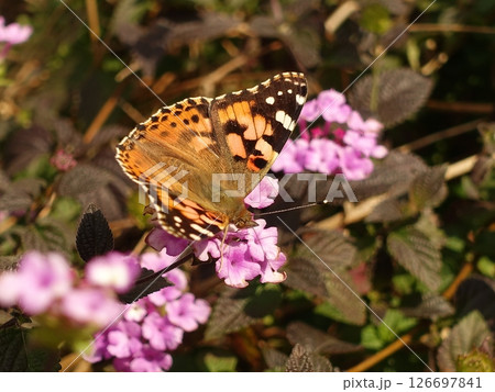 チョウ（ツマグロヒョウモン）Indian Fritillary 126697841