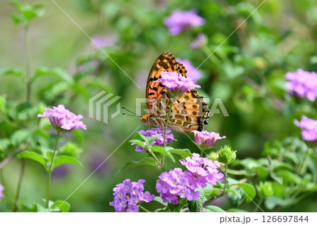 チョウ（ツマグロヒョウモン）Indian Fritillary 126697844