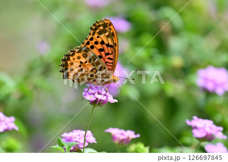 チョウ（ツマグロヒョウモン）Indian Fritillary 126697845