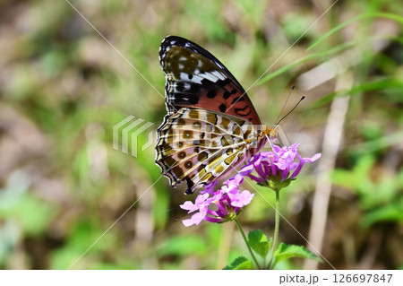 チョウ（ツマグロヒョウモン）Indian Fritillary 126697847