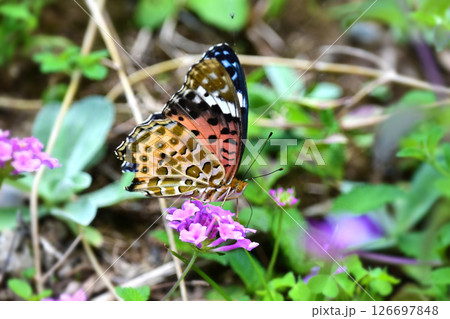 チョウ（ツマグロヒョウモン）Indian Fritillary 126697848