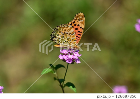 チョウ（ツマグロヒョウモン）Indian Fritillary 126697850