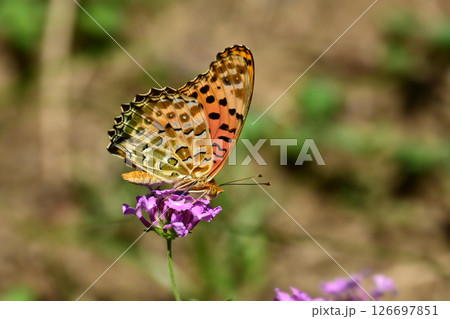 チョウ（ツマグロヒョウモン）Indian Fritillary 126697851