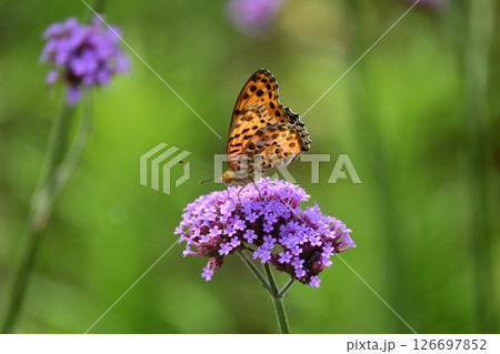 チョウ（ツマグロヒョウモン）Indian Fritillary 126697852