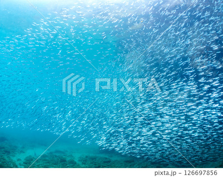 美しいキビナゴ（ニシン科）他の大群。ヒリゾ浜中木南伊豆町伊豆半島静岡県2024 126697856