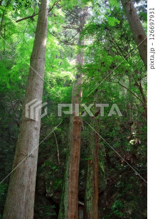 徳島県の浪切不動尊 126697931