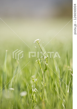 一面に広がるナズナ 一面に広がるナズナ 126698004