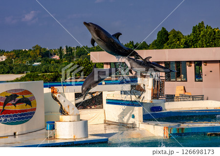 美ら海水族館のイルカ 126698173