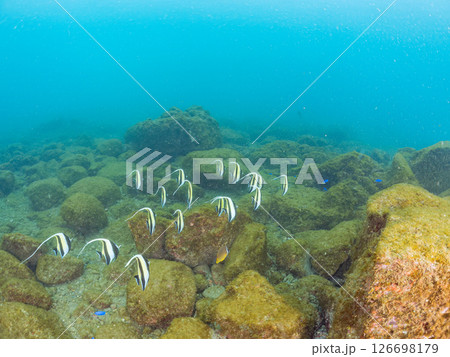 美しいツノダシ(ツノダシ科)の群れ。ヒリゾ浜中木南伊豆町伊豆半島静岡県2024 美しいツノダシ(ツノダシ科)の群れ。ヒリゾ浜中木南伊豆町伊豆半島静岡県2024 126698179