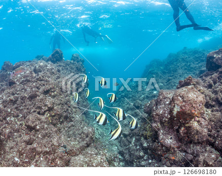 美しいツノダシ（ツノダシ科）の群れ。ヒリゾ浜中木南伊豆町伊豆半島静岡県2024 126698180