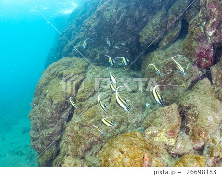美しいツノダシ（ツノダシ科）の群れ。ヒリゾ浜中木南伊豆町伊豆半島静岡県2024 126698183