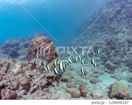 美しいツノダシ（ツノダシ科）の群れ。ヒリゾ浜中木南伊豆町伊豆半島静岡県2024 126698187