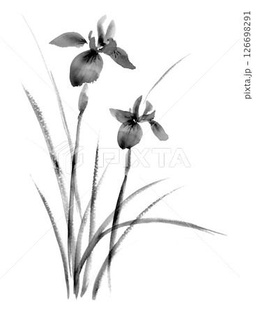 あやめの水墨画 126698291