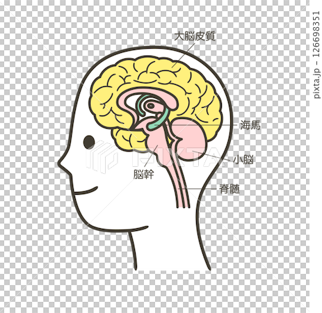 圖2 人腦各部分及其名稱解釋 圖2 人腦各部分及其名稱解釋 126698351
