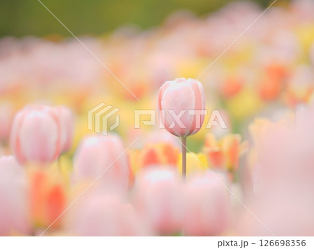 北海道のチューリップ畑 滝野すずらん丘陵公園 126698356