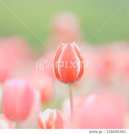北海道のチューリップ畑 滝野すずらん丘陵公園 北海道のチューリップ畑 滝野すずらん丘陵公園 126698362
