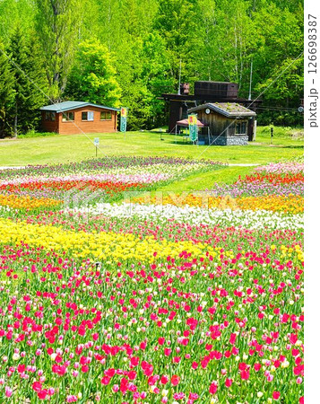 北海道のチューリップ畑 滝野すずらん丘陵公園 126698387