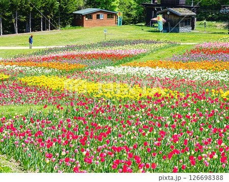 北海道のチューリップ畑 滝野すずらん丘陵公園 126698388