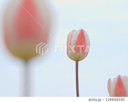 北海道のチューリップ畑 滝野すずらん丘陵公園 126698395