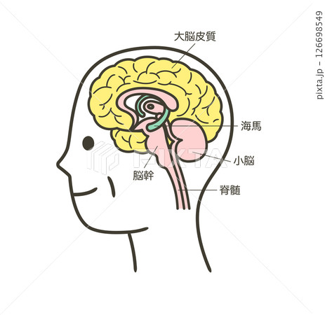 高齢者の脳の部分とその名称の解説のイラスト2 126698549