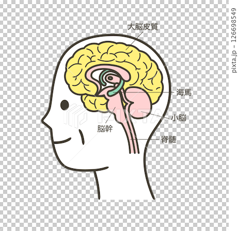 高齢者の脳の部分とその名称の解説のイラスト2 126698549