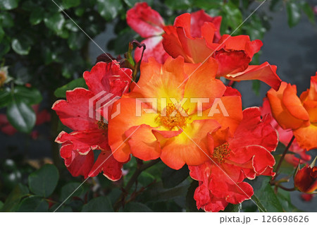 バラの花 126698626