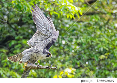 飛び出すため翼を広げるハヤブサ 飛び出すため翼を広げるハヤブサ 126698685