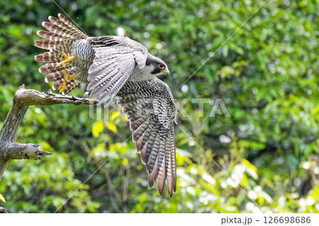 羽搏いて飛び出すハヤブサ 126698686