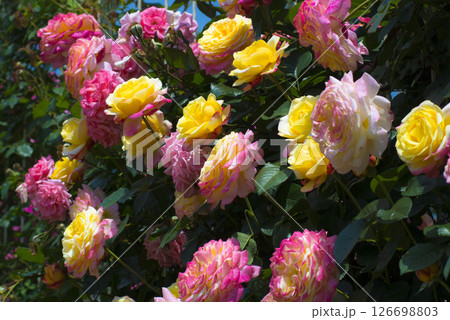 華麗で繊細な薔薇 126698803