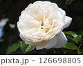 華麗で繊細な薔薇 126698805