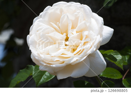 華麗で繊細な薔薇 126698805