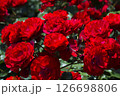 華麗で繊細な薔薇 126698806