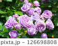 華麗で繊細な薔薇 126698808