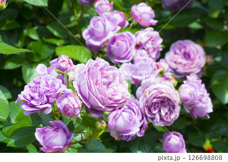 華麗で繊細な薔薇 126698808