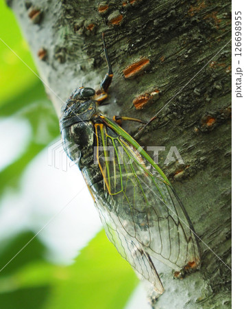 クマゼミ (夏イメージに最適) summer image クマゼミ (夏イメージに最適) summer image 126698955
