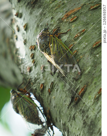 クマゼミ　(夏イメージに最適)　summer image 126698957