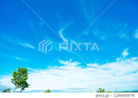 青空と雲と木立 青空と雲と木立 126698976