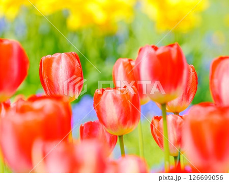 北海道の風景 百合が原公園チューリップ畑 126699056