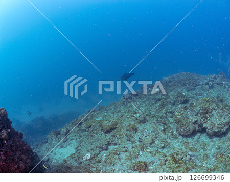 ツノダシ、ソラスズメダイ他の群れ ヒリゾ浜中木南伊豆町伊豆半島静岡県2024 126699346