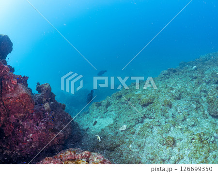 ツノダシ、ソラスズメダイ他の群れ ヒリゾ浜中木南伊豆町伊豆半島静岡県2024 126699350