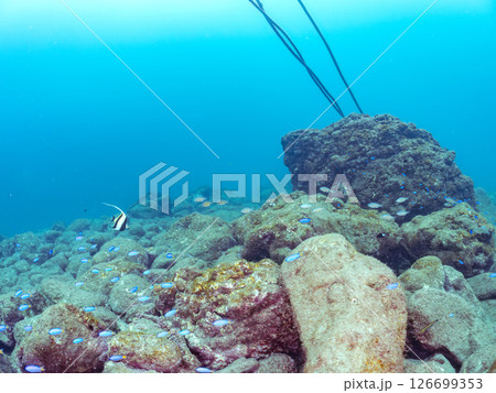 ツノダシ、ソラスズメダイ他の群れ ヒリゾ浜中木南伊豆町伊豆半島静岡県2024 126699353