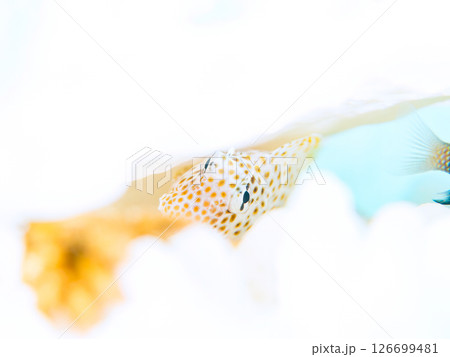 白化したサンゴに住むセダカギンポの幼魚。ヒリゾ浜中木南伊豆町伊豆半島静岡県2024 126699481