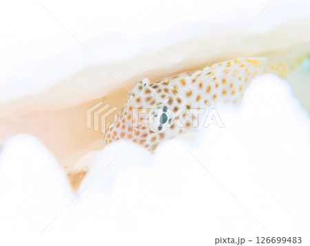 白化したサンゴに住むセダカギンポの幼魚。ヒリゾ浜中木南伊豆町伊豆半島静岡県2024 白化したサンゴに住むセダカギンポの幼魚。ヒリゾ浜中木南伊豆町伊豆半島静岡県2024 126699483